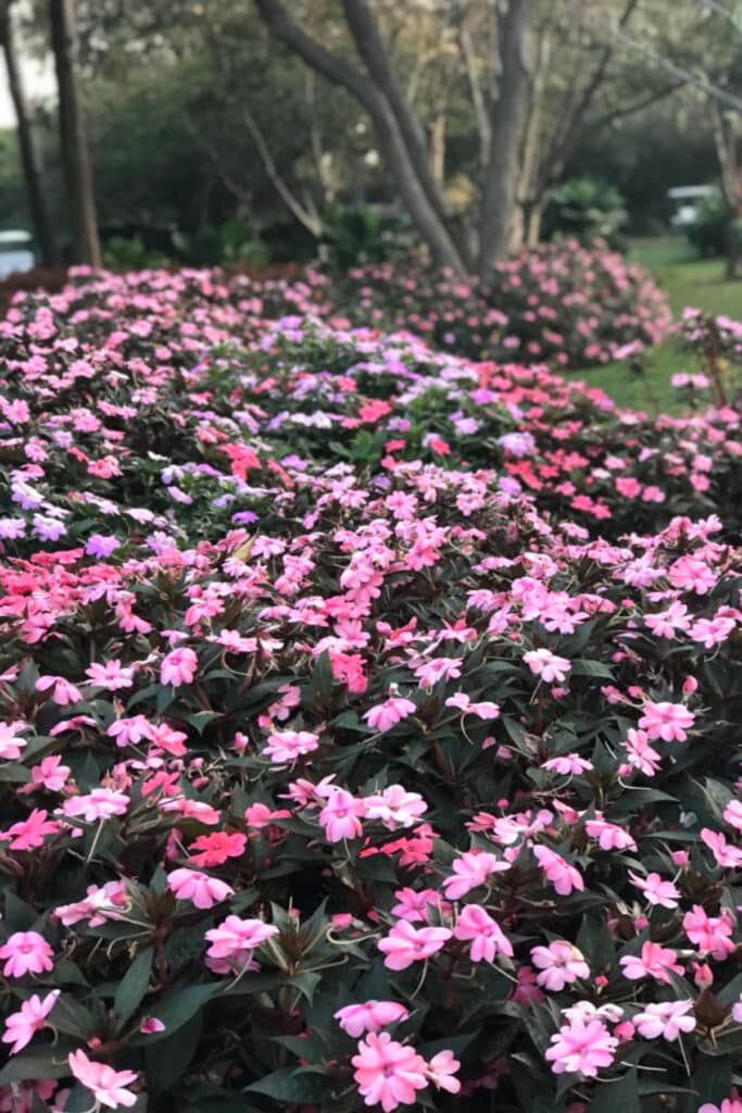 Dallas Arboretum in the Fall