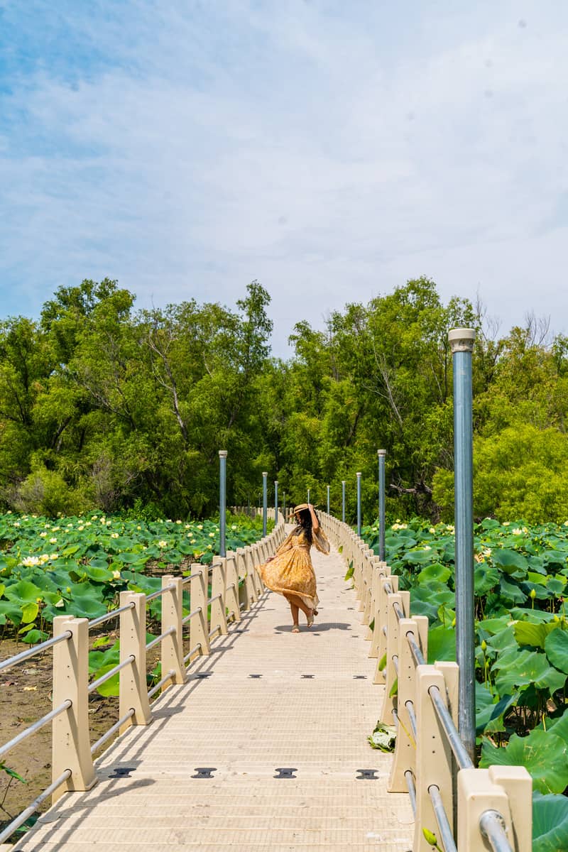 Woman walking on a boardwalk with lily pads all around