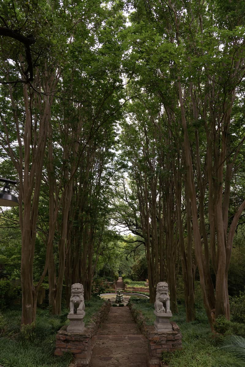 Chinese style stone dragons with tall trees growing on either side
