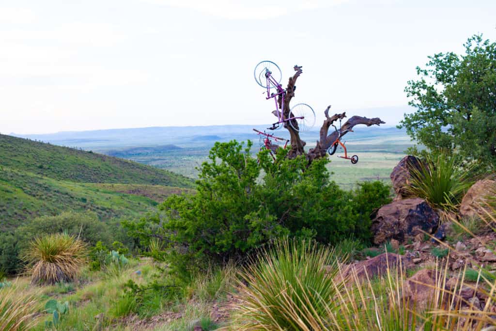 a tree with a broken bicycle on it