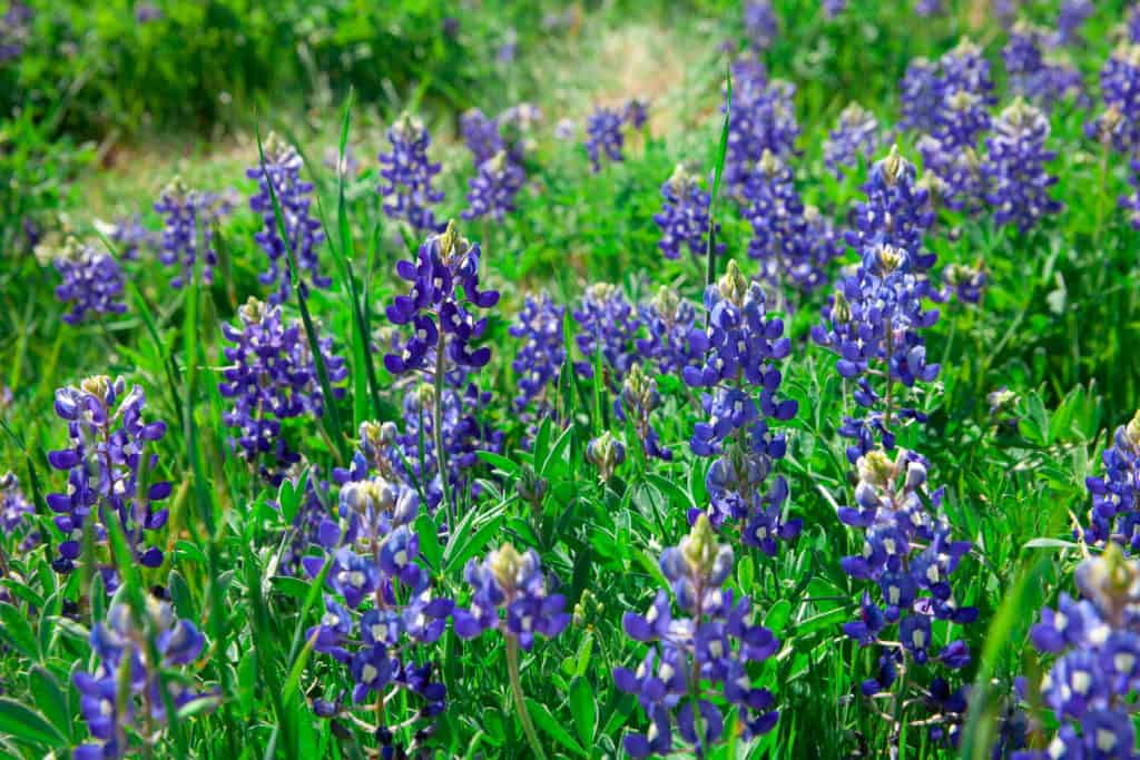 Ennis Bluebonnet Festival 