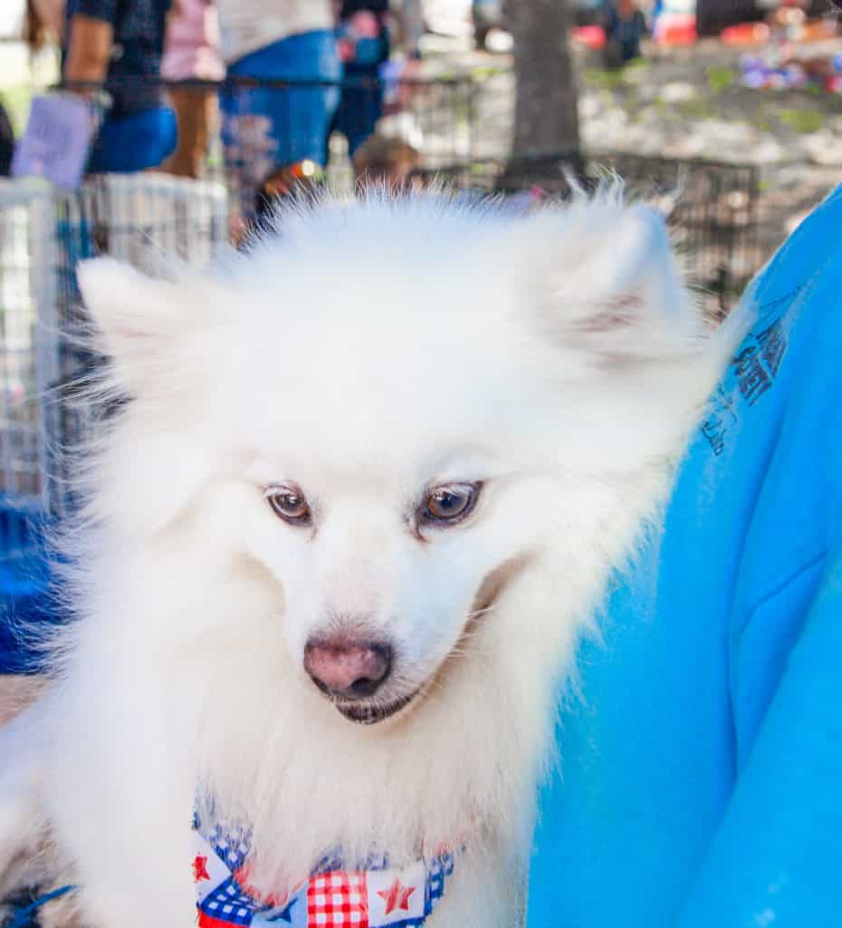 Ennis Polka Festival 