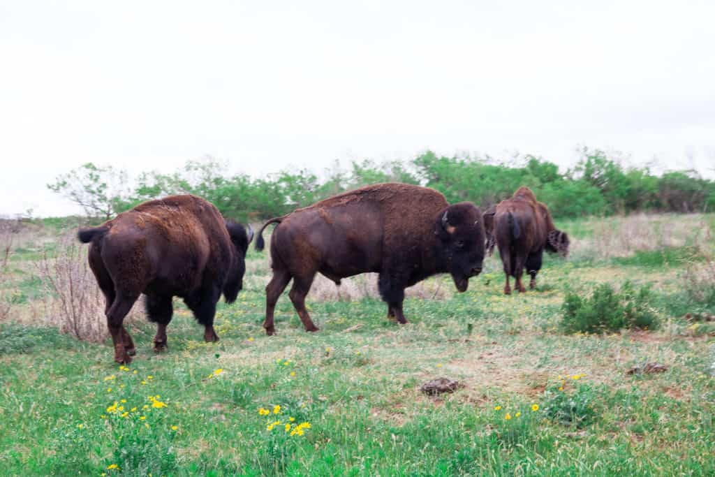 buffalo on a state park