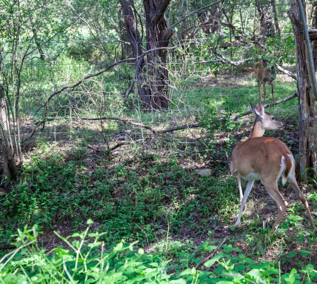 Wimberley Bed and Breakfast - A Review of Creekhaven inn & Spa