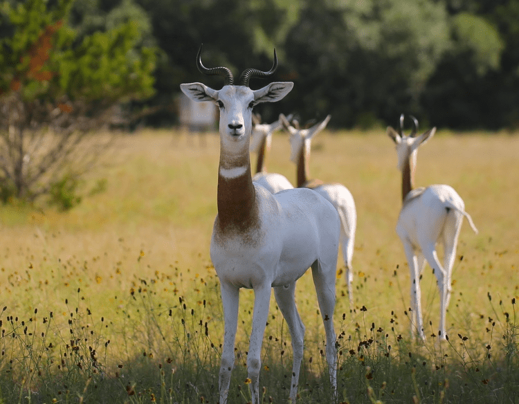 Sleep in A Safari in the Texas Hill Country