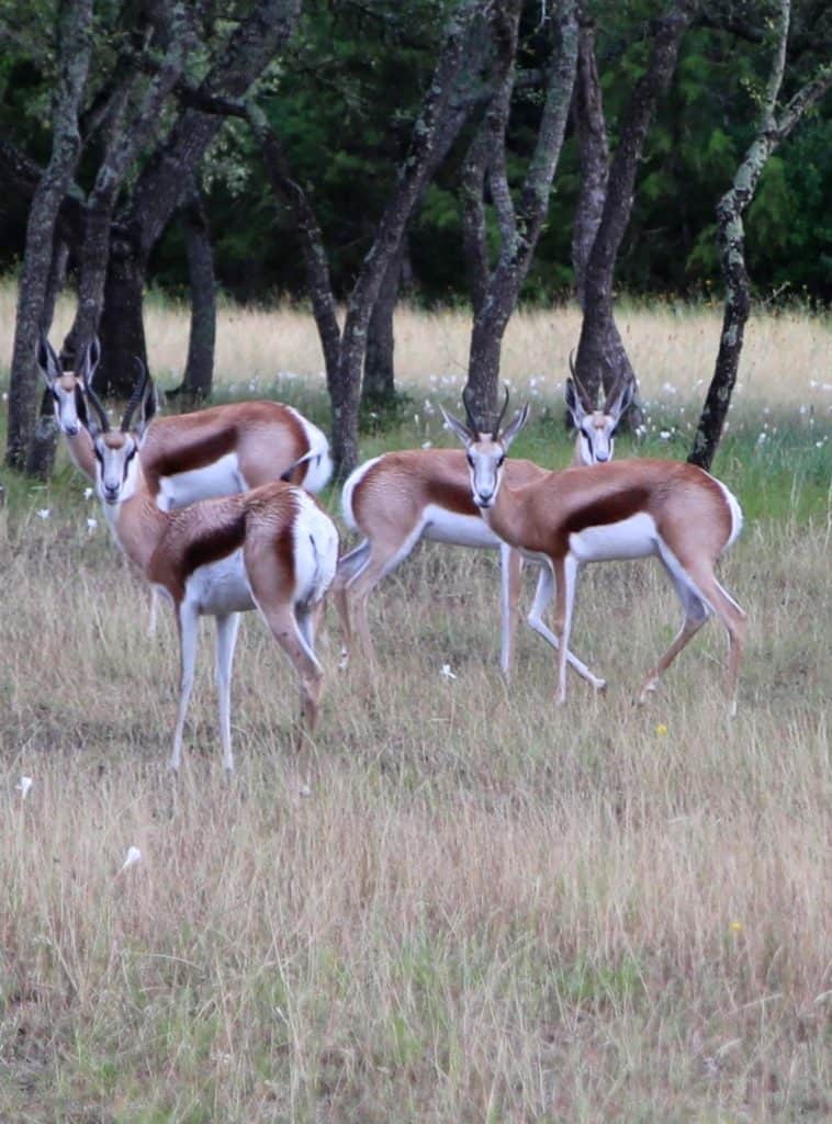 Sleep in A Safari in the Texas Hill Country