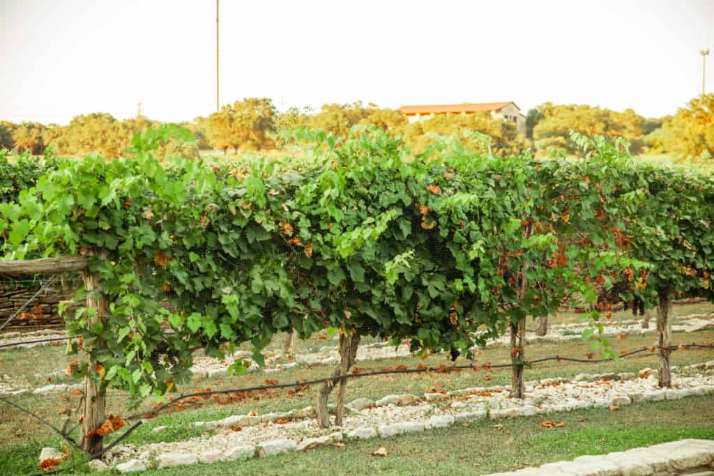 Wineries in Dripping Springs and Driftwood, Texas