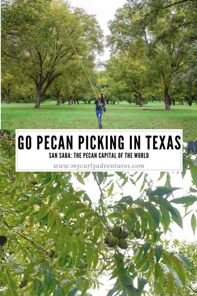 Go Pecan Picking in San Saba Texas