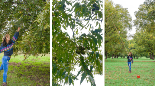 Go Pecan Picking in San Saba Texas