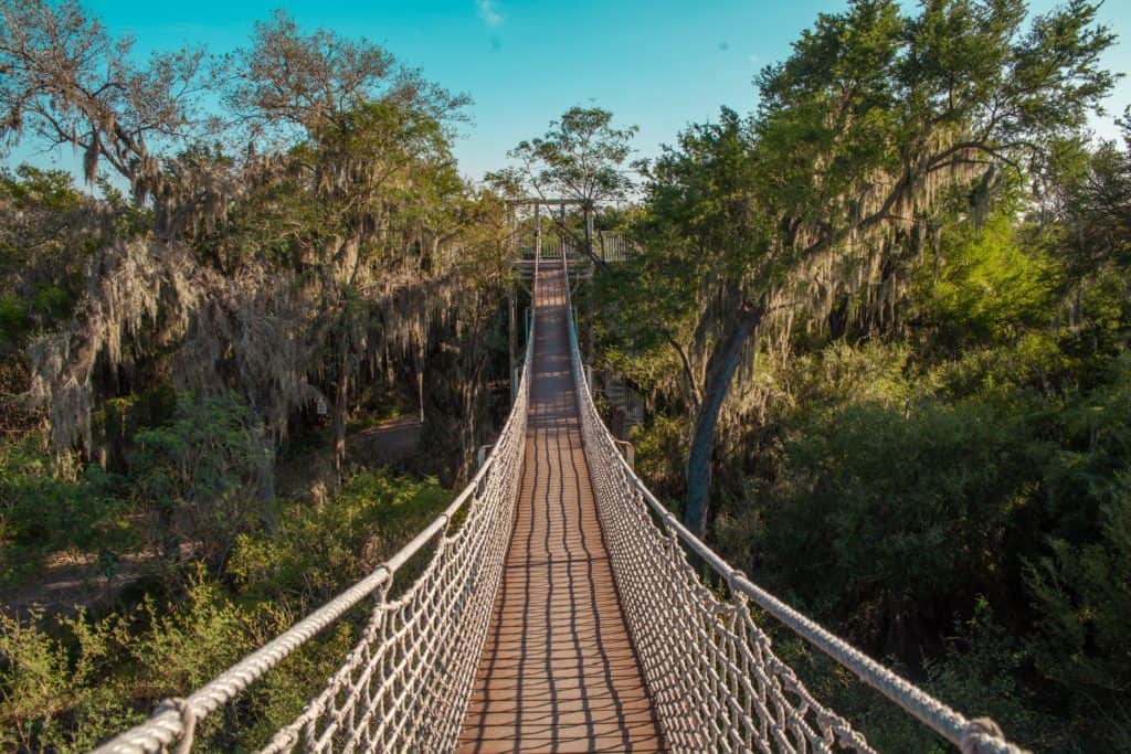 a suspension bridge over trees