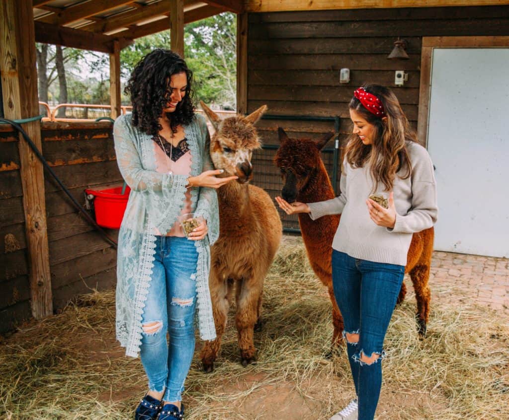 Alpaca Feedings