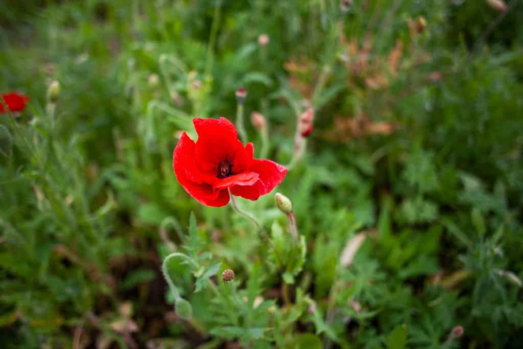 a red flower in a field