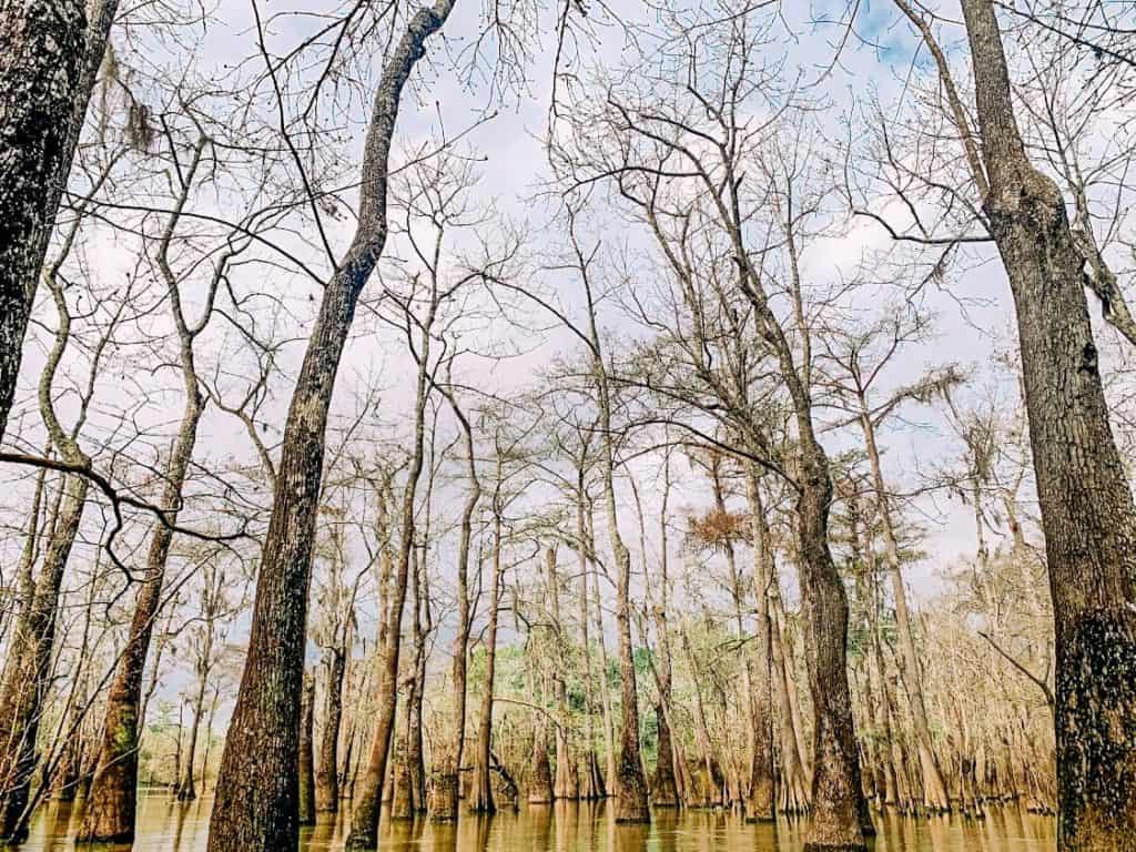 a group of trees in water