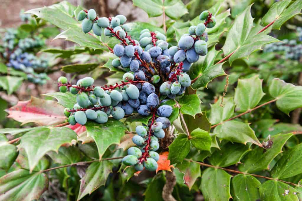 a plant with blue berries