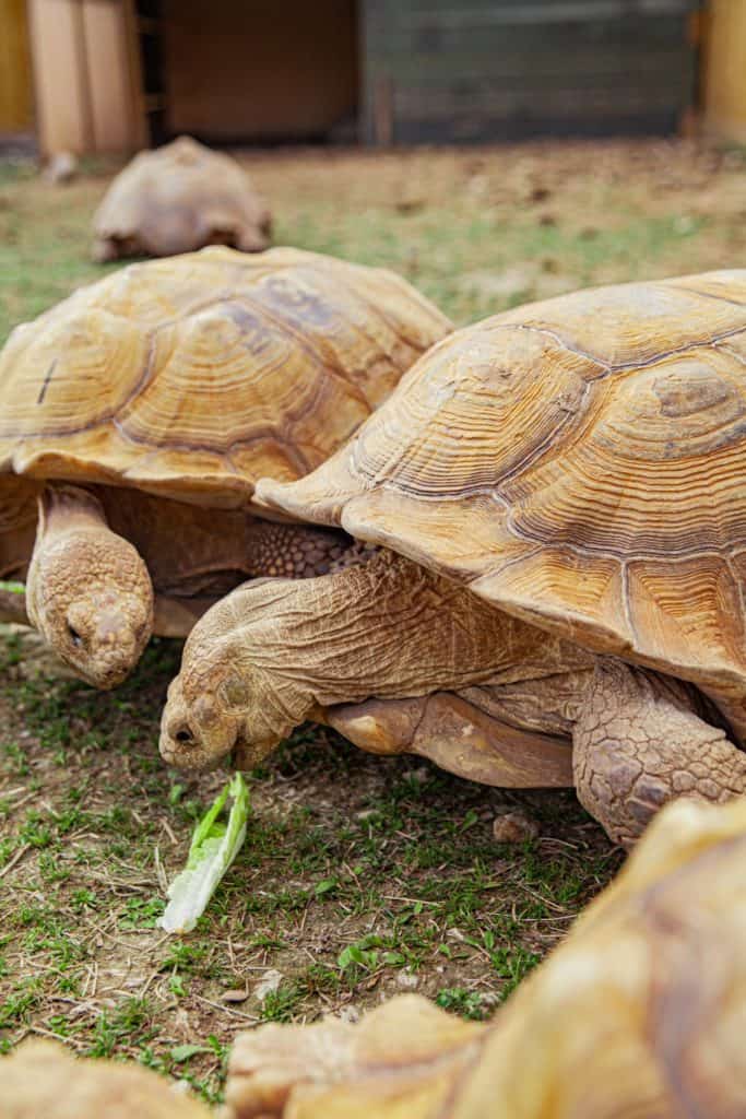 Tortoises at Gator Country Adventure Park in Beaumont Texas