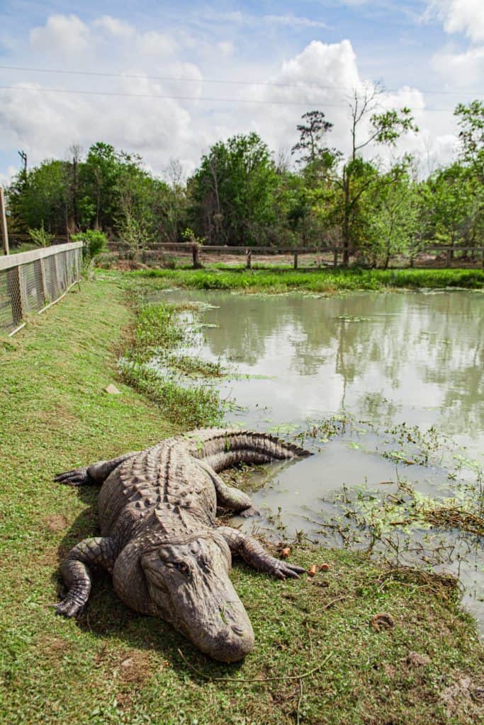 a crocodile lying in the water