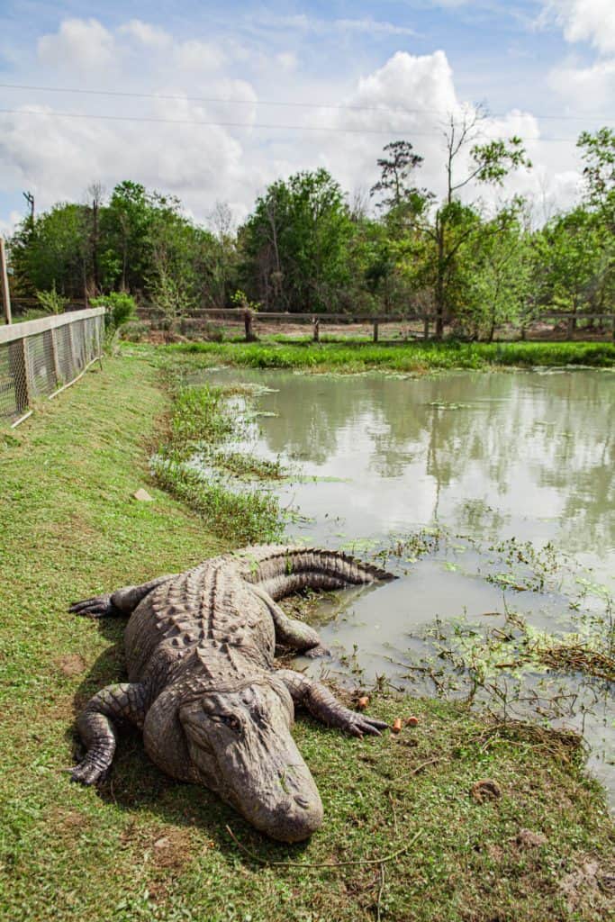Alligator habitat at Gator Country Adventure Park in Beaumont Texas