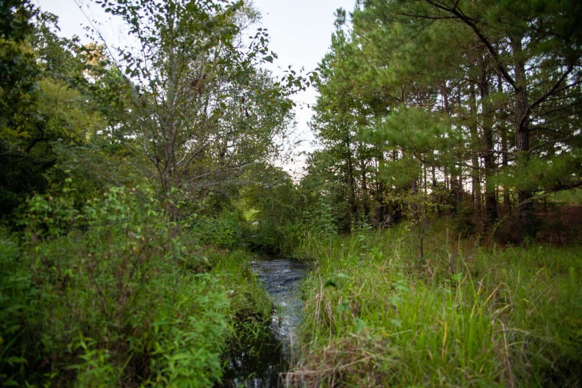 16+ Things to Do in Palestine TX - My Curly Adventures