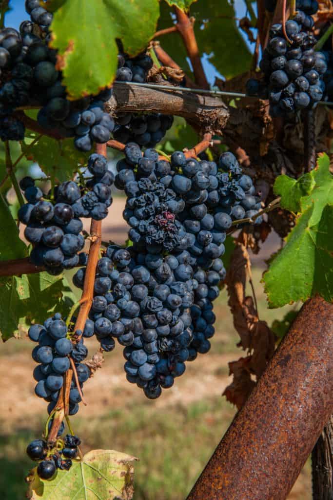 a bunches of grapes on a vine