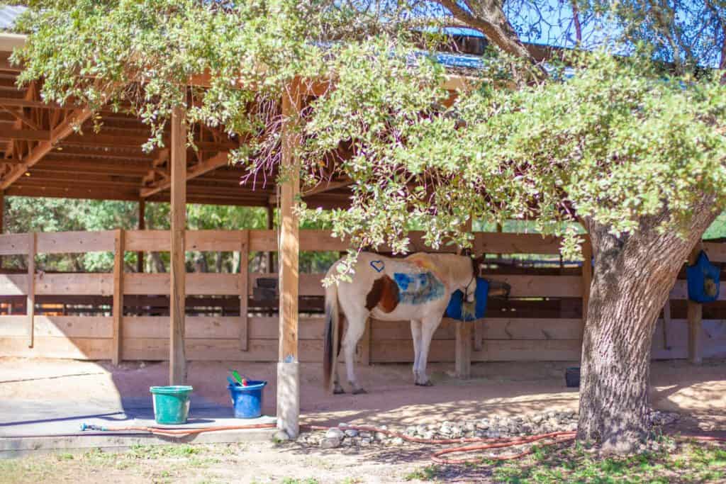 All Inclusive Wellness Retreat in Austin Miraval Resort Review Luxury