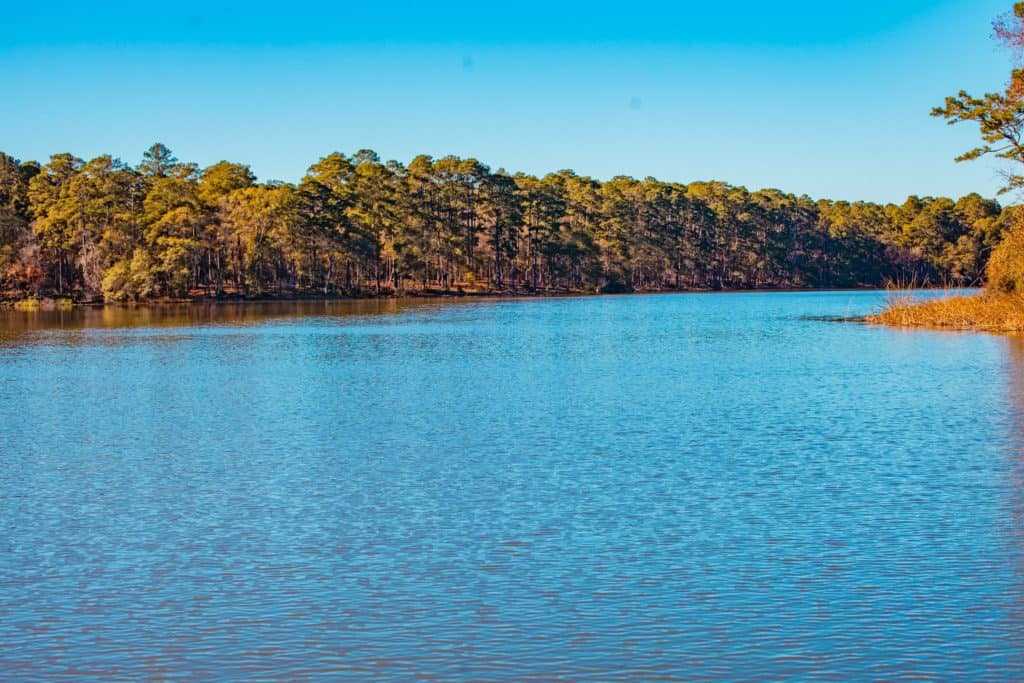 a lake with trees in the background