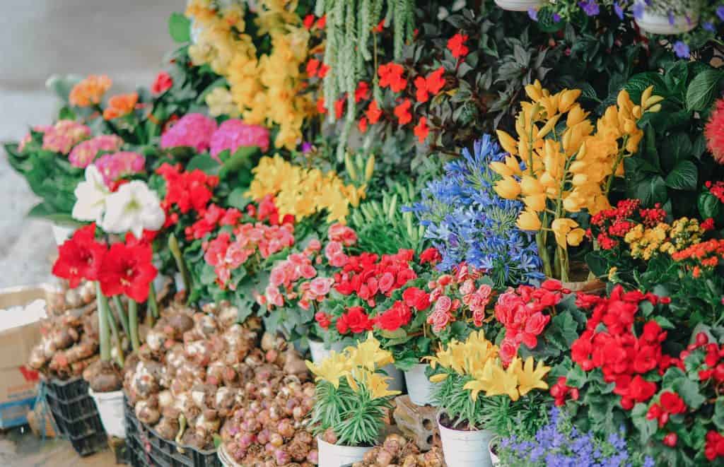 Colorful assortment of various flowers and plants on display