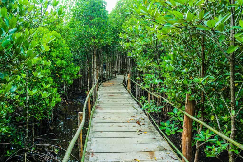 A wooden walkway in a lush mangrove forest