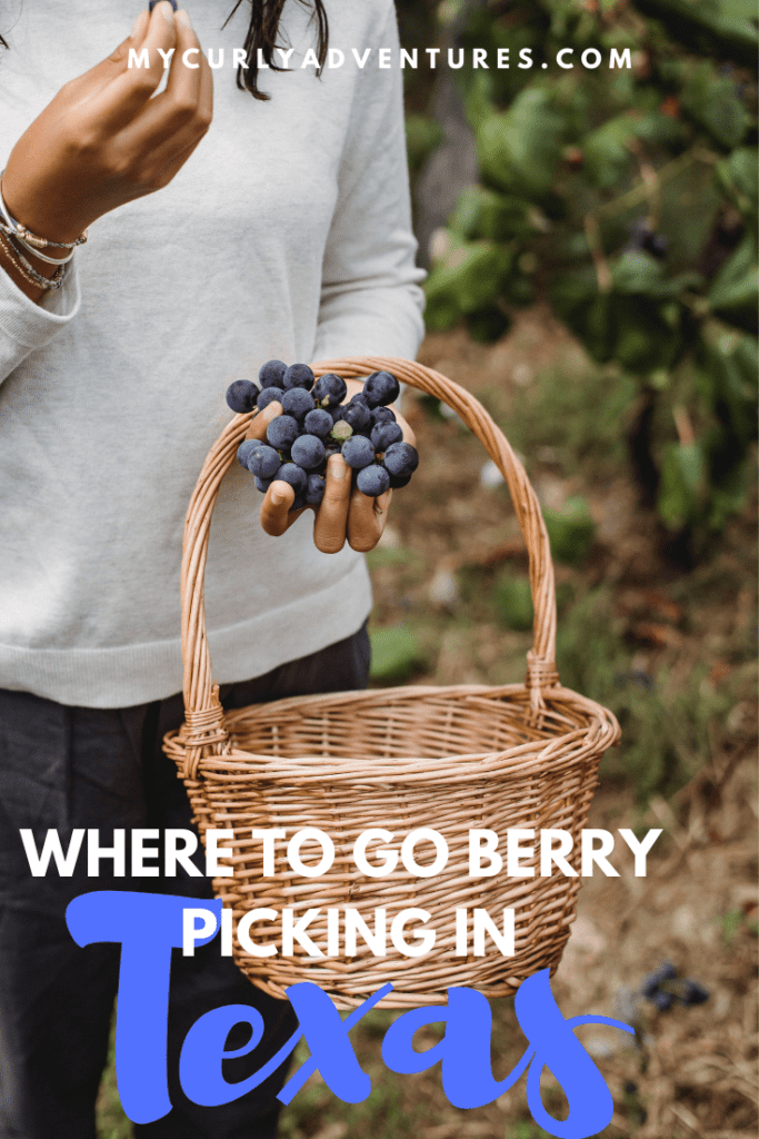 Visit the Best Berry Picking Farms in Texas My Curly Adventures