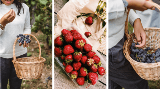 Where to Pick Berries Near Dallas Fort Worth and Texas