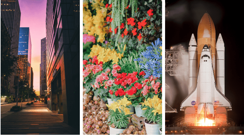 a collage of flowers and plants