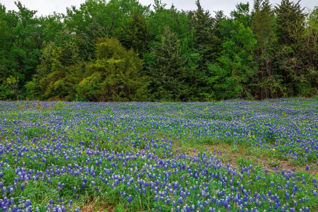 Top Things to do in Ennis TX My Curly Adventures