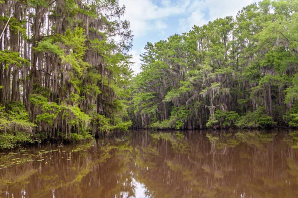 a body of water with trees and a blue sky