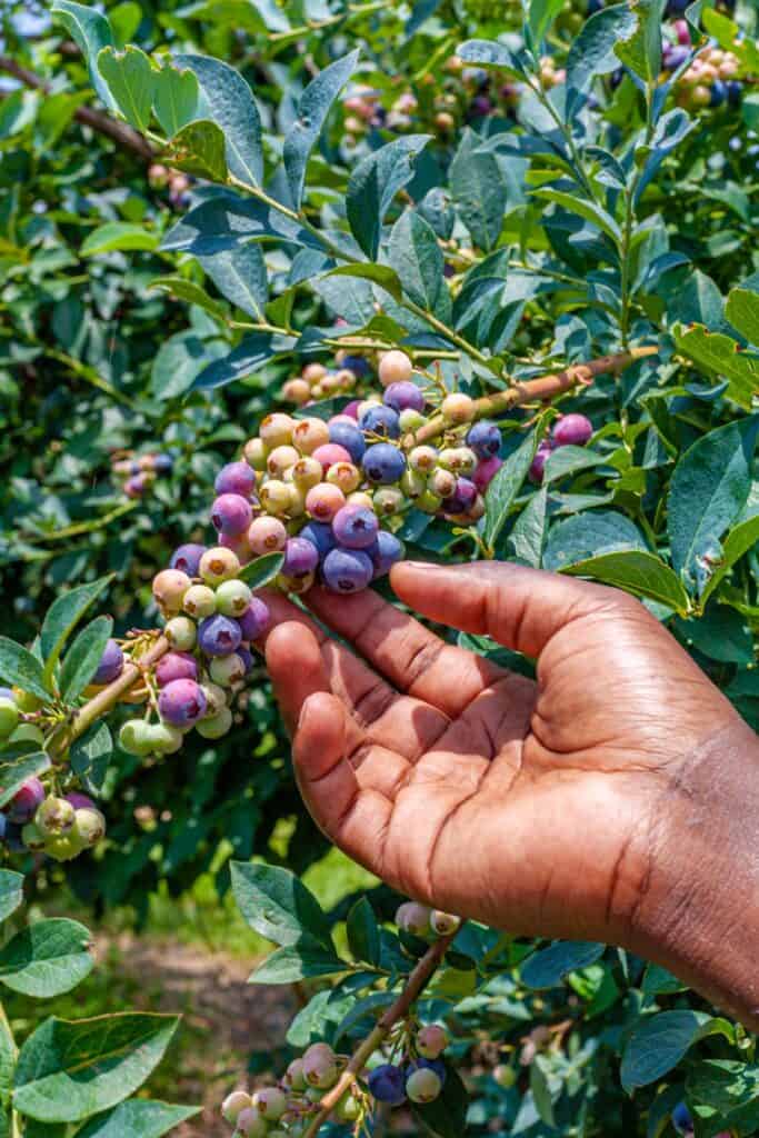 a hand holding a bunch of blueberries