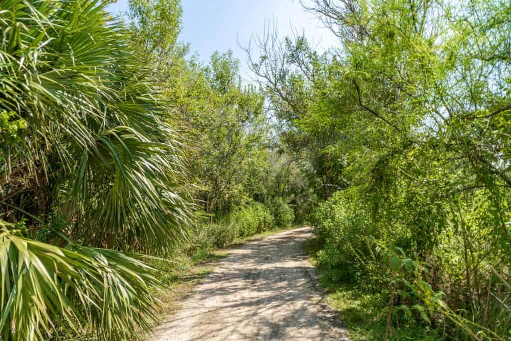 a dirt road through a forest