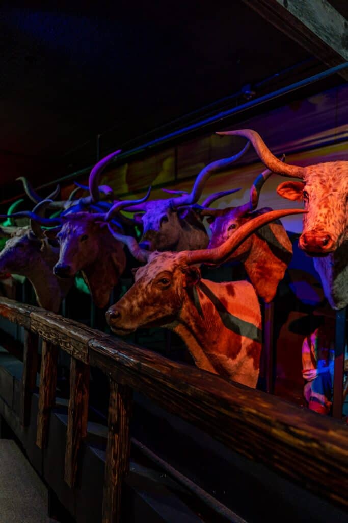 a group of longhorn heads with horns