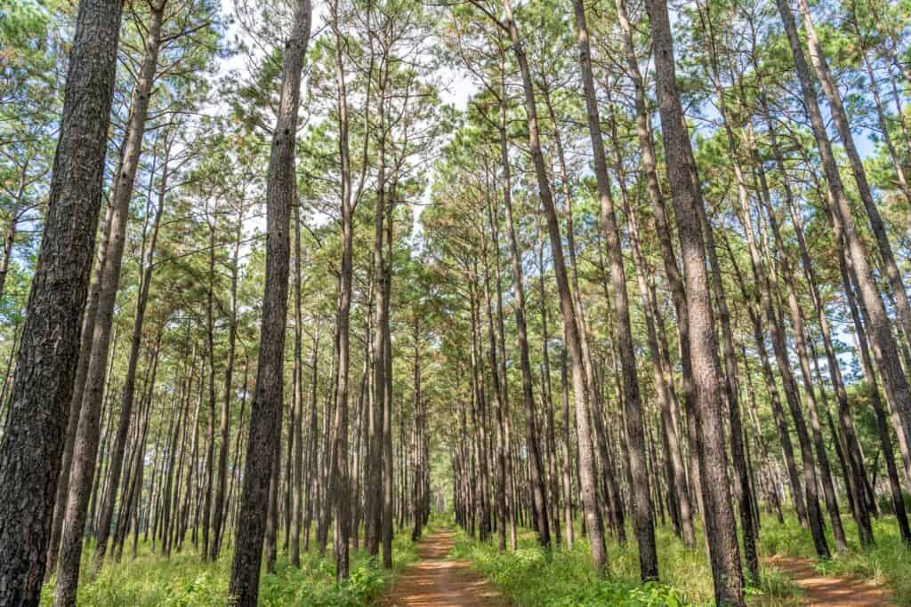 W.G. Jones Forest in Conroe TX