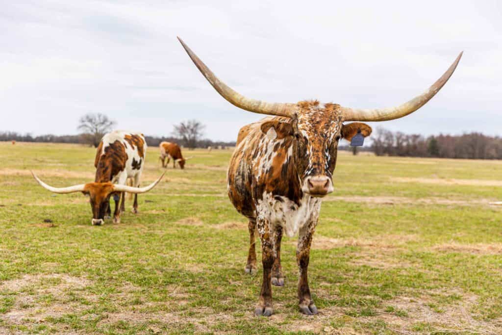 Longhorns at G3 Ranch in Sulphur Springs TX