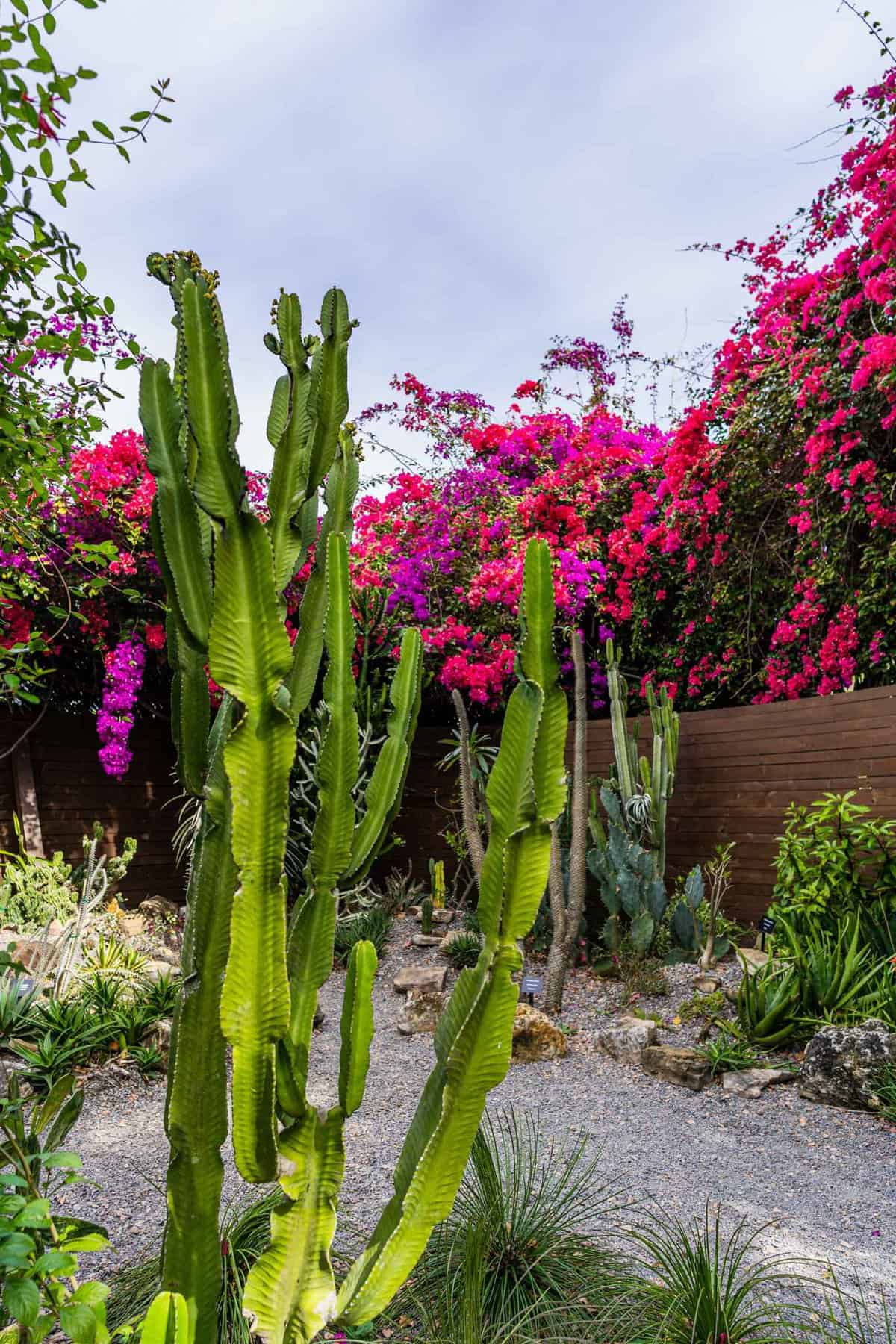 Cacti and flowers in a garden in St. Petersburg Romantic Things to Do Date Ideas Couples