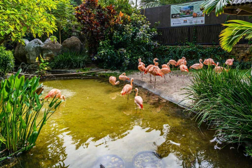Flamingos in Sunken Gardens Romantic Things to Do Date Ideas Couples St. Petersburg