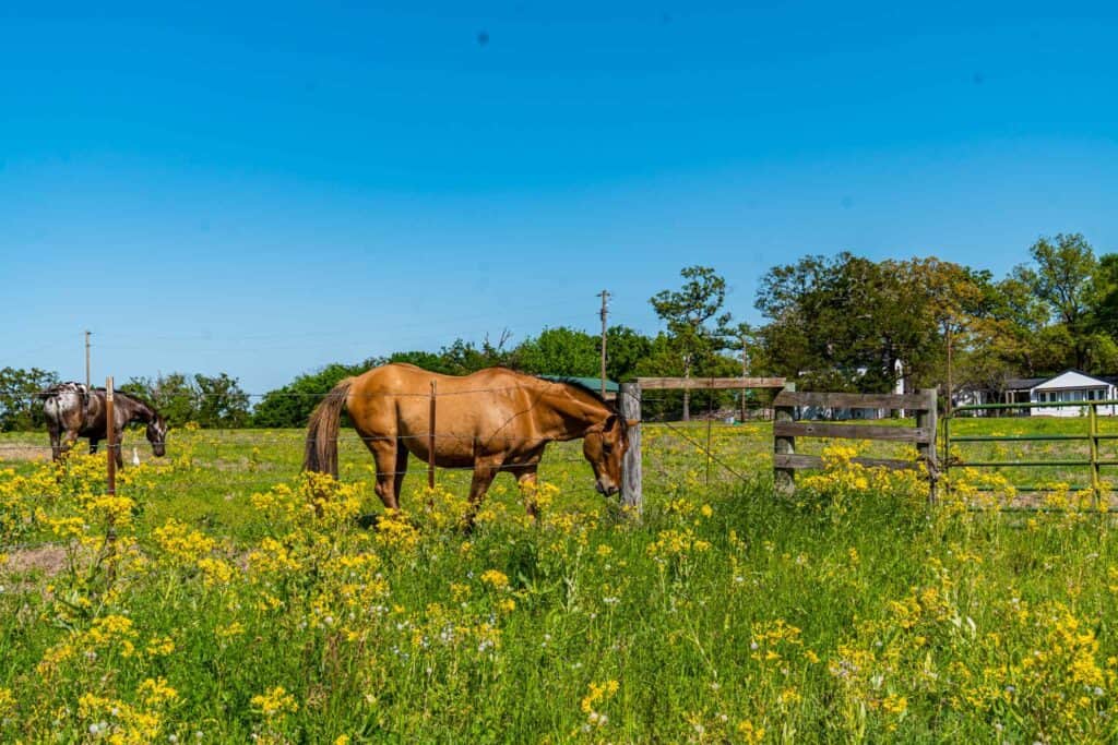 Horses in a field full of wildflowers Things to Do Jacksonville TX