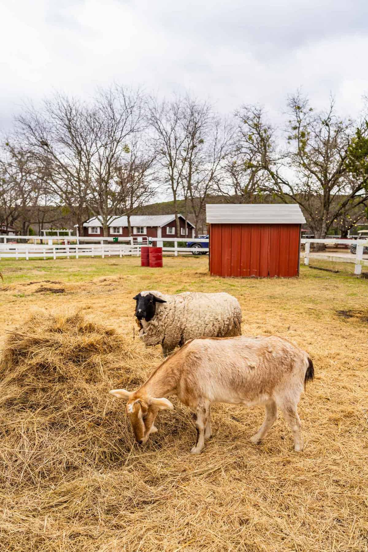 Sheep and Goat eating hay