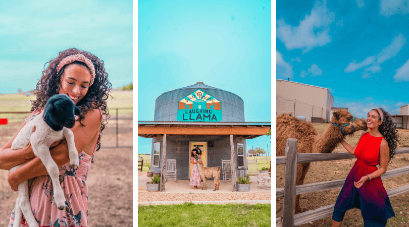 Llama Farm and Silo AirBnB