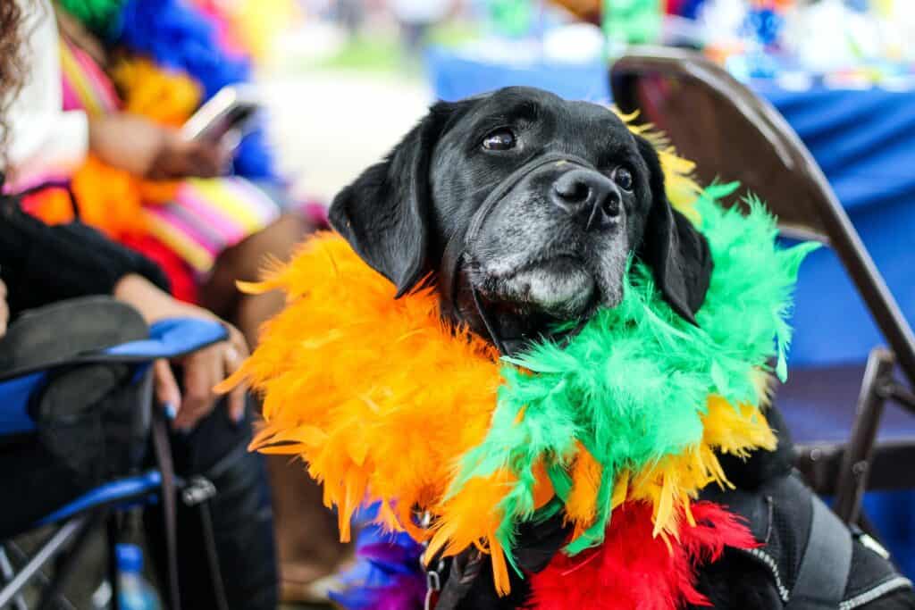 Black lab in a rainbow feather boa