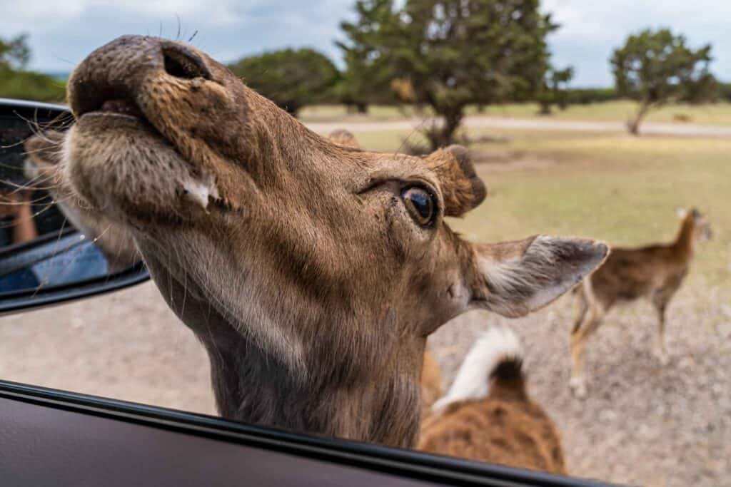 Deer looking through a car window