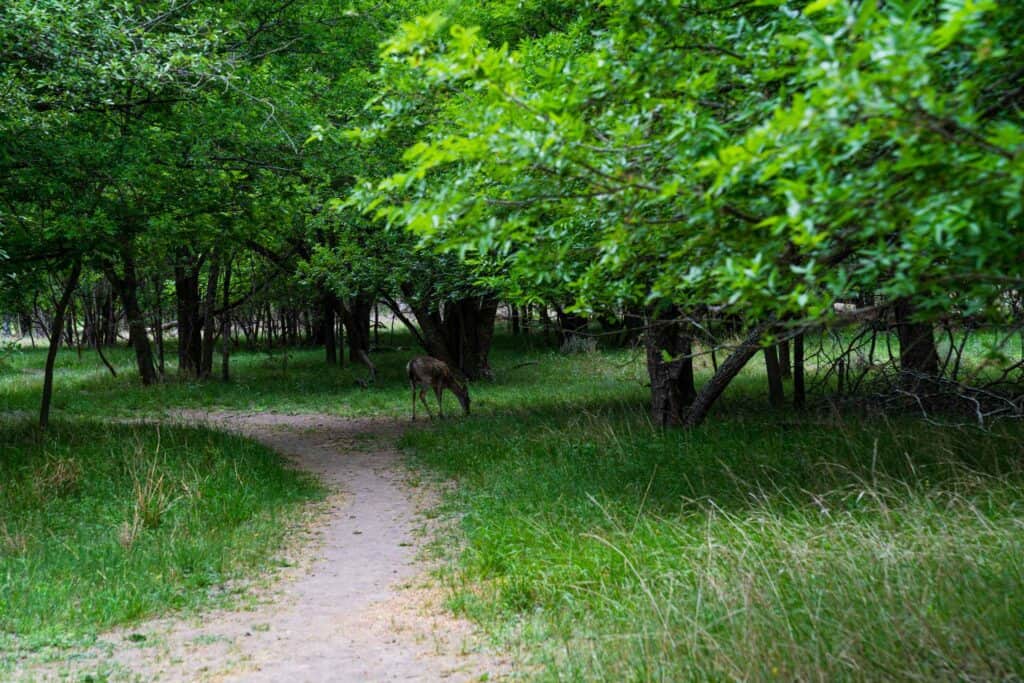 Forest Like Park with Pathway and surrounding trees