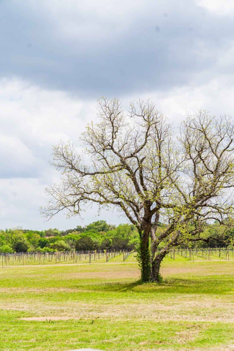 19+ Things to Do in Lampasas TX This Weekend My Curly Adventures