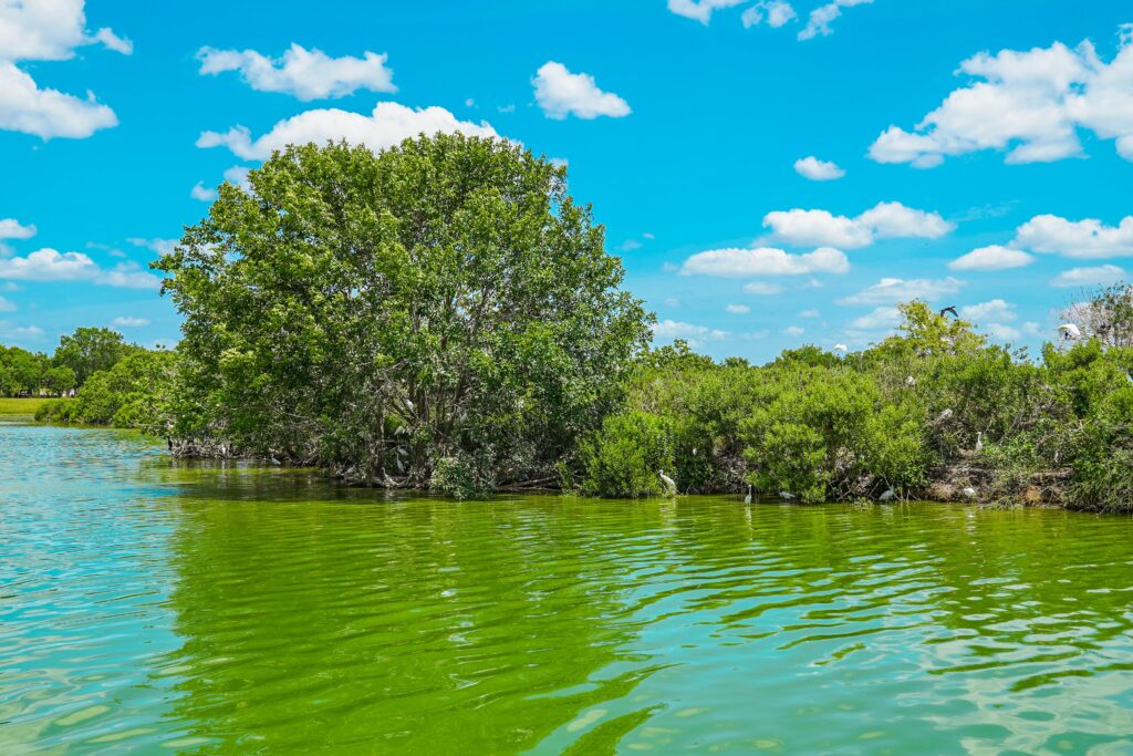 a green water with trees and bushes in Pearland TX 