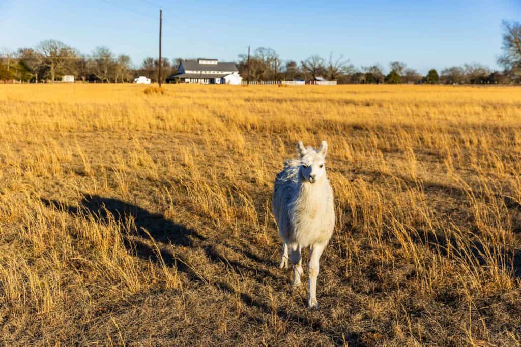 Llama by the grassland