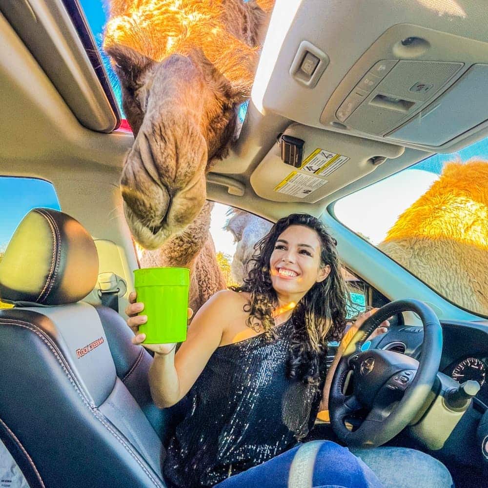 Woman feeding camel as he sticks his head in the sunroof of her car