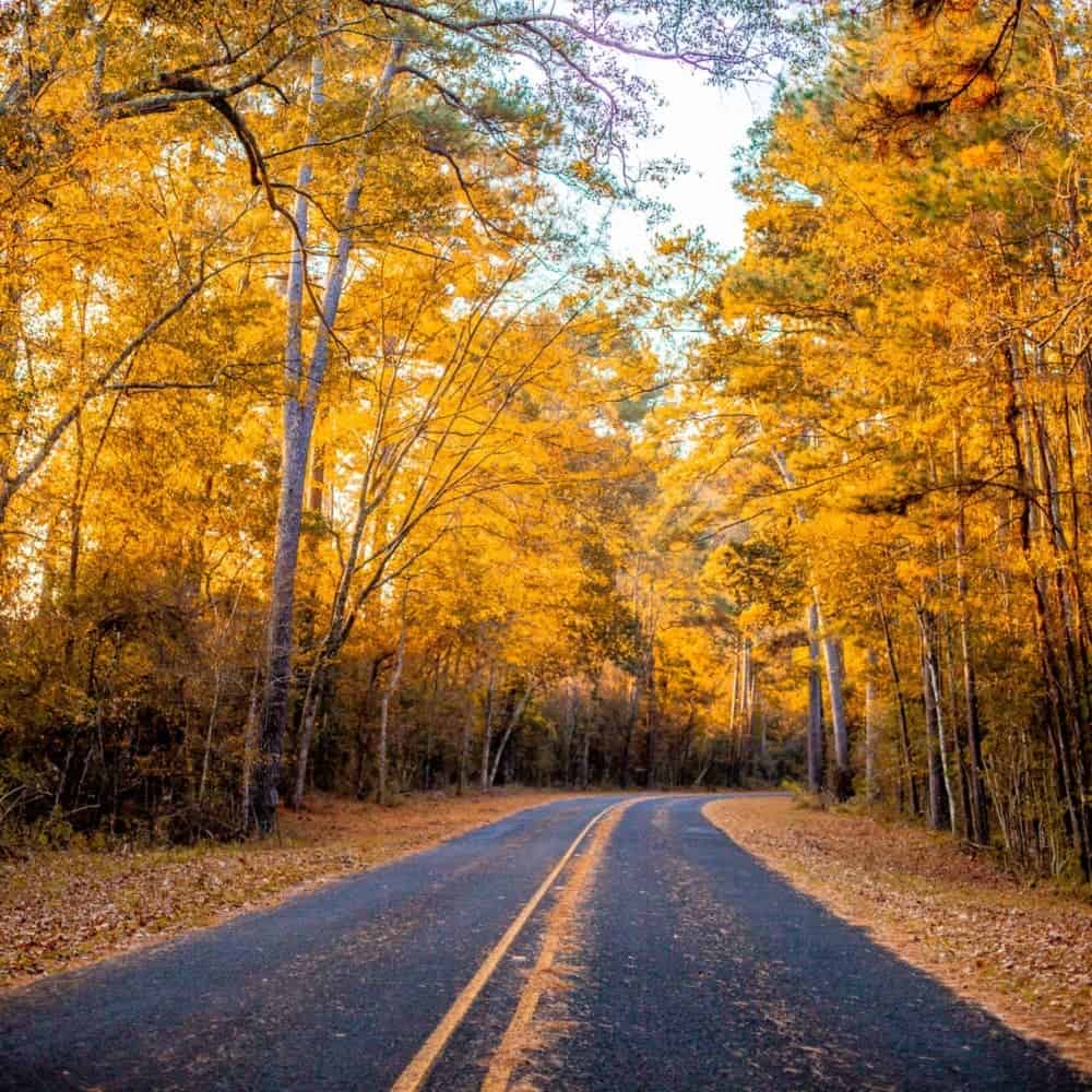 Highway winding through yellow-gold trees